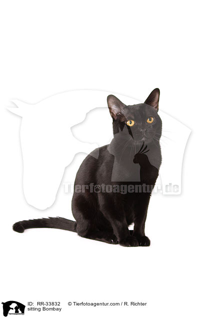 sitzende Bombay / sitting Bombay / RR-33832