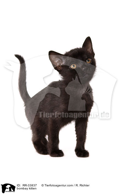 Bombay K�tzchen / bombay kitten / RR-33837