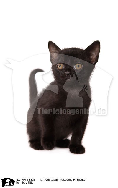 Bombay K�tzchen / bombay kitten / RR-33838