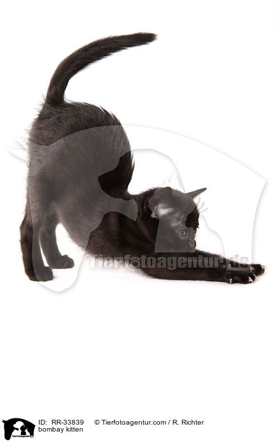 Bombay K�tzchen / bombay kitten / RR-33839
