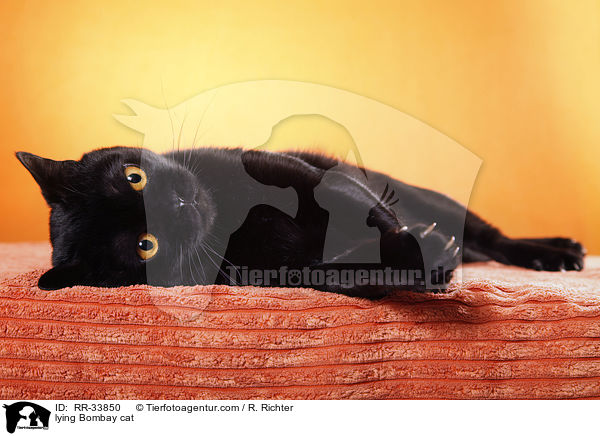 lying Bombay cat / RR-33850