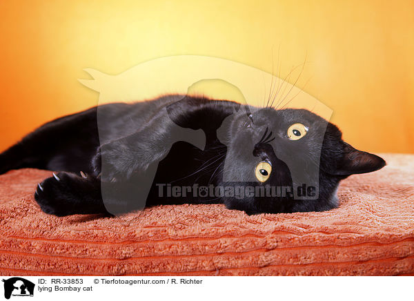 lying Bombay cat / RR-33853