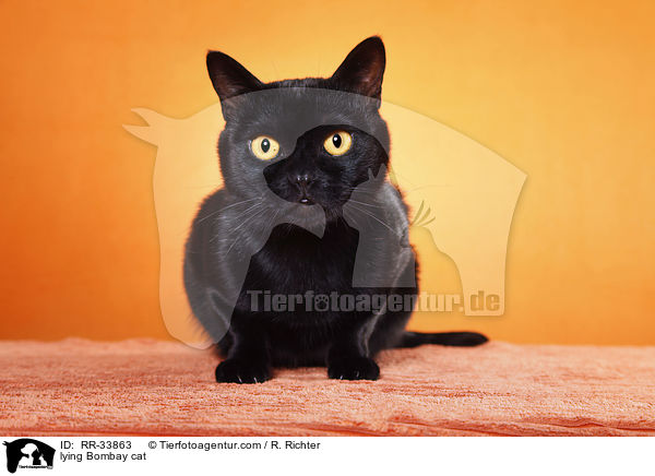 liegende Bombay / lying Bombay cat / RR-33863