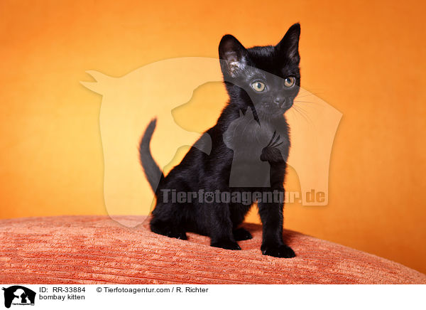 Bombay Ktzchen / bombay kitten / RR-33884