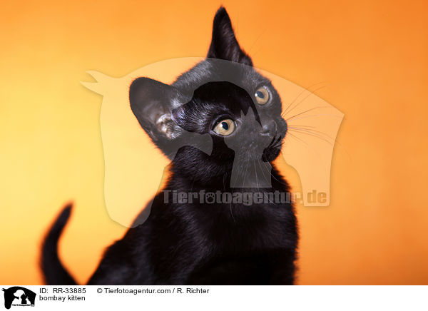 bombay kitten / RR-33885