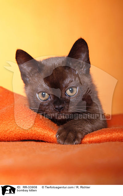 bombay kitten / RR-33908