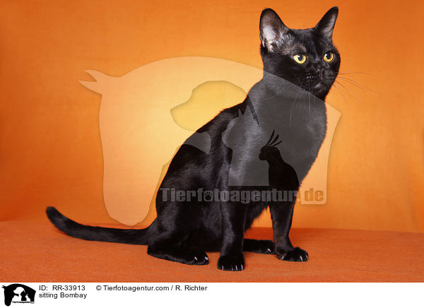 sitzende Bombay / sitting Bombay / RR-33913