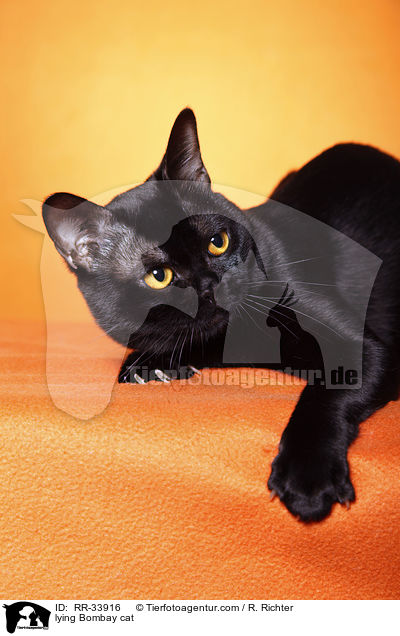 liegende Bombay / lying Bombay cat / RR-33916