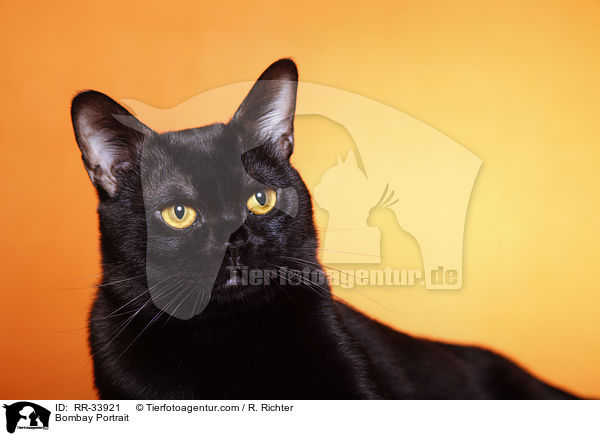 Bombay Portrait / Bombay Portrait / RR-33921