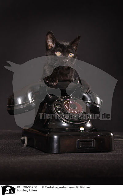Bombay Ktzchen / bombay kitten / RR-33950