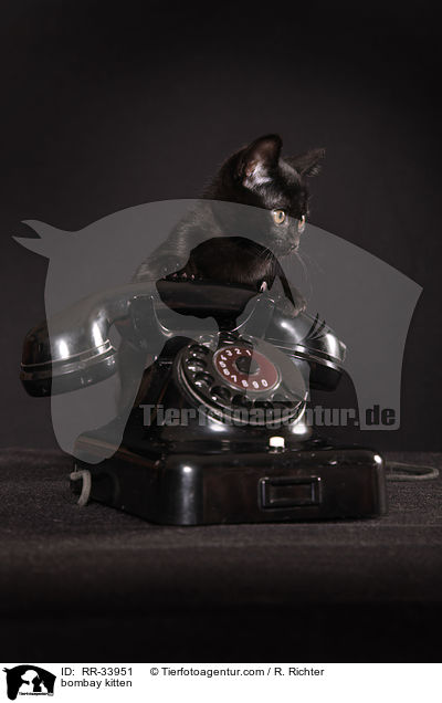Bombay Ktzchen / bombay kitten / RR-33951