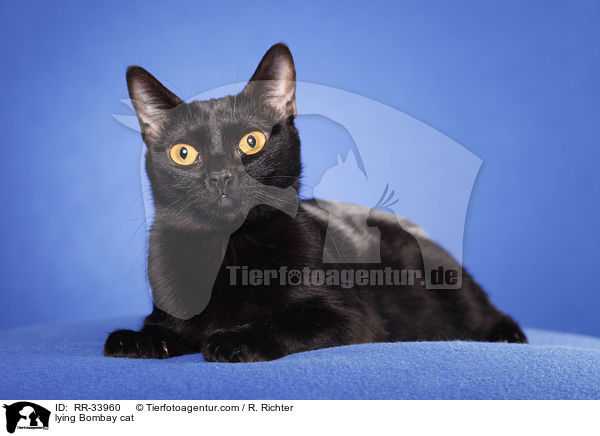 liegende Bombay / lying Bombay cat / RR-33960