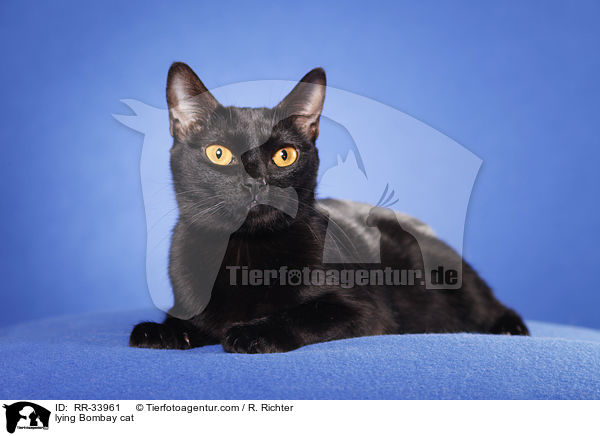 liegende Bombay / lying Bombay cat / RR-33961