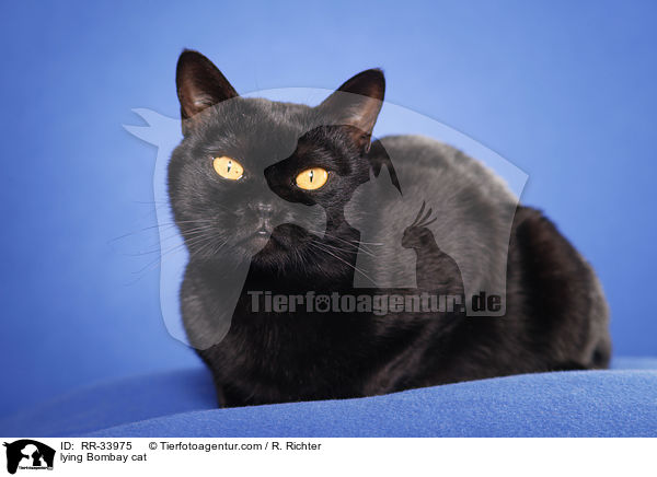 lying Bombay cat / RR-33975