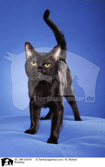Bombay / Bombay / RR-33978