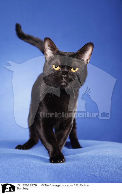 Bombay / RR-33979