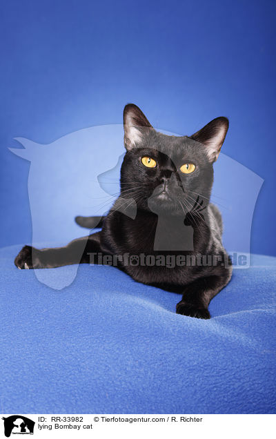 liegende Bombay / lying Bombay cat / RR-33982