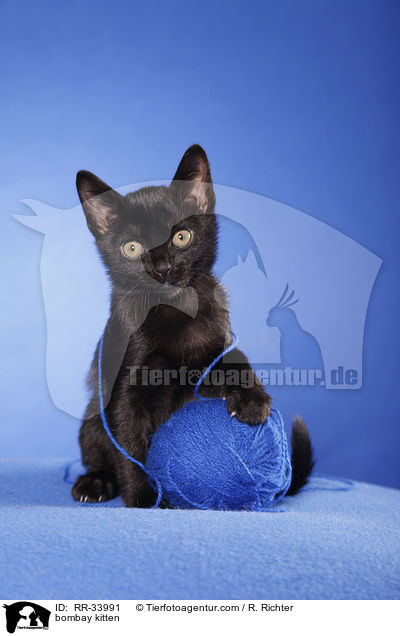 bombay kitten / RR-33991