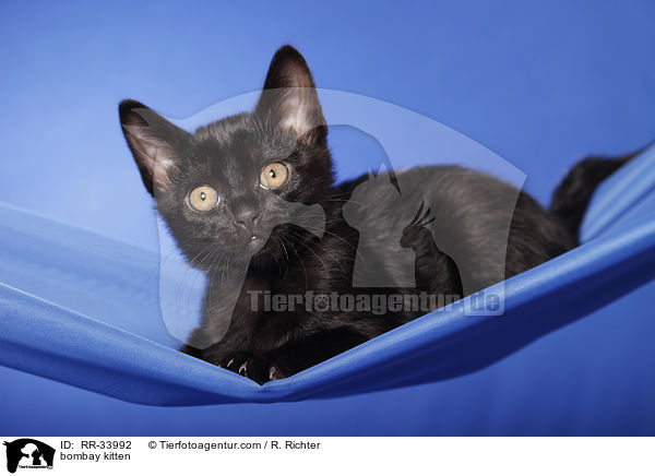 bombay kitten / RR-33992