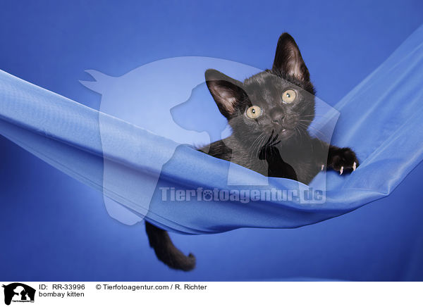 Bombay K�tzchen / bombay kitten / RR-33996
