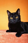 lying Bombay cat