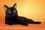 lying Bombay cat