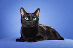 lying Bombay cat