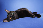 lying Bombay cat