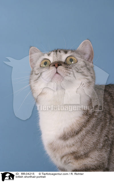 british shorthair portrait / RR-04215