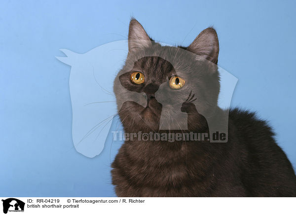 british shorthair portrait / RR-04219