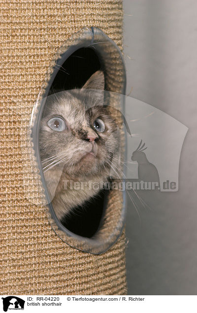 Britisch Kurzhaar / british shorthair / RR-04220