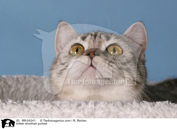 british shorthair portrait / RR-04241