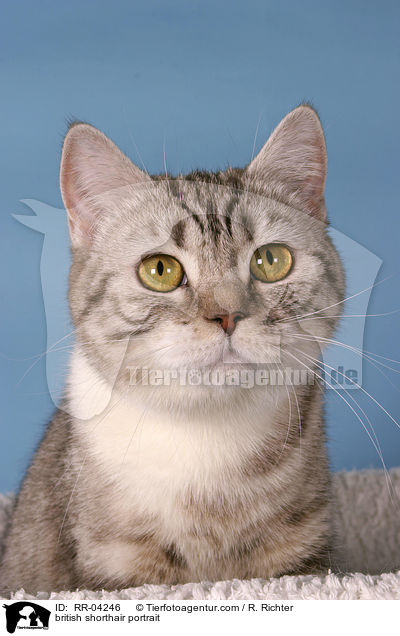 british shorthair portrait / RR-04246