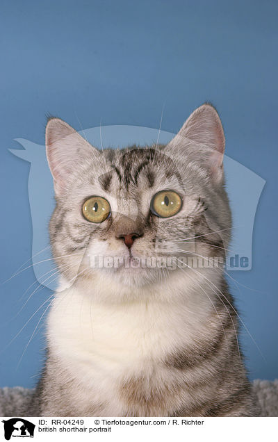 british shorthair portrait / RR-04249