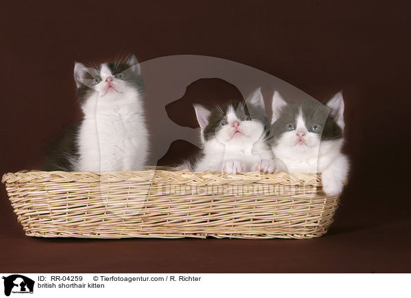 Britisch Kurzhaar Ktzchen / british shorthair kitten / RR-04259
