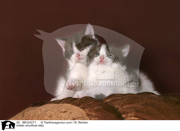 british shorthair kitty / RR-04271