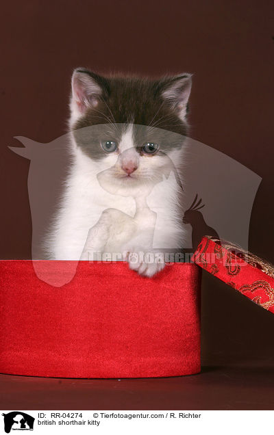 Britisch Kurzhaar Ktzchen / british shorthair kitty / RR-04274