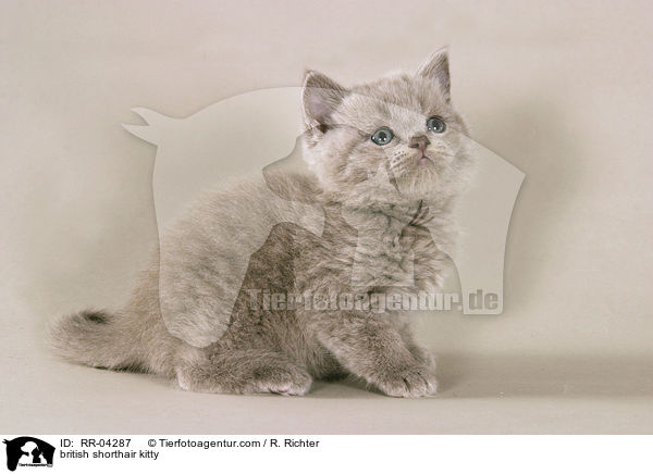 Britisch Kurzhaar Ktzchen / british shorthair kitty / RR-04287