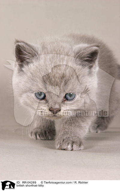 Britisch Kurzhaar Ktzchen / british shorthair kitty / RR-04289