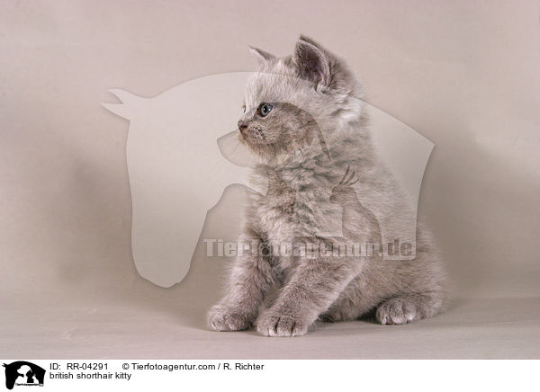 Britisch Kurzhaar Ktzchen / british shorthair kitty / RR-04291