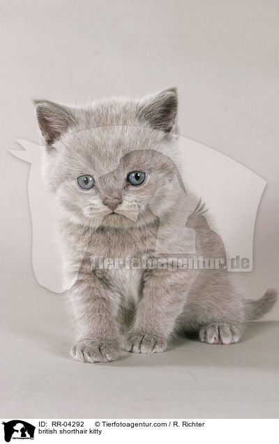 british shorthair kitty / RR-04292