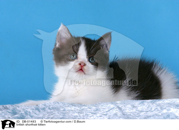 british shorthair kitten / DB-01483