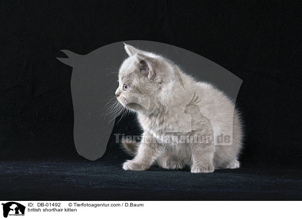british shorthair kitten / DB-01492