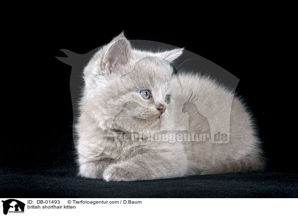 british shorthair kitten / DB-01493