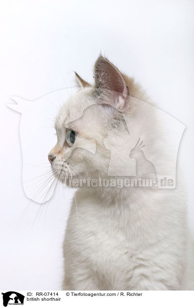 Britisch Kurzhaar Colourpoint / british shorthair / RR-07414