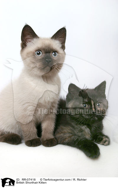 Britisch Kurzhaar Ktzchen / British Shorthair Kitten / RR-07418