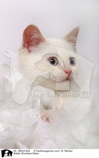 British Shorthair Kitten / RR-07429