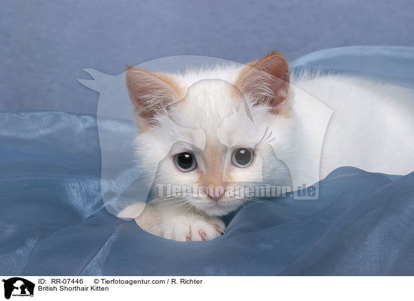 British Shorthair Kitten / RR-07446