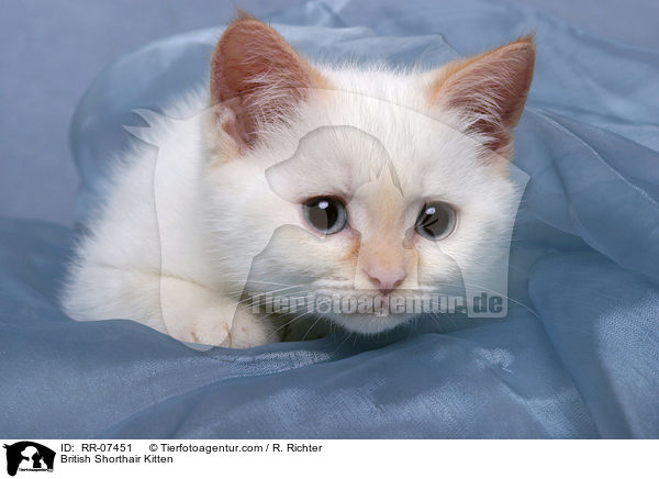 British Shorthair Kitten / RR-07451