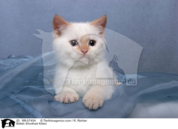 British Shorthair Kitten / RR-07454